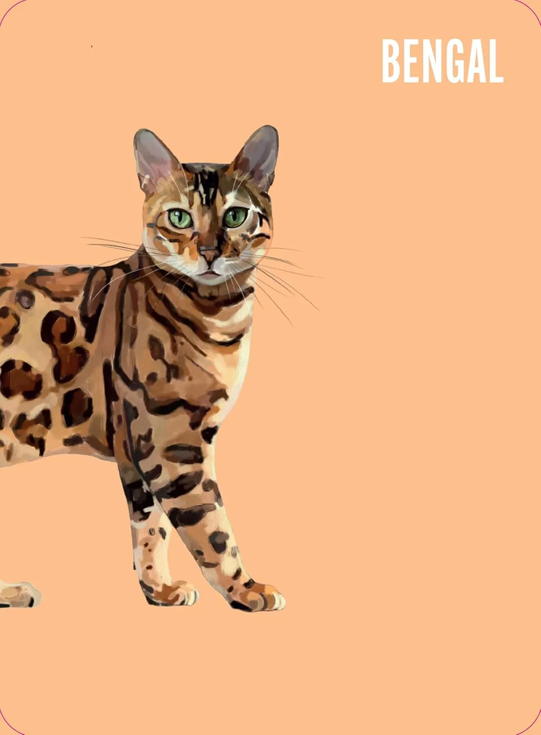 Heads & Tails: Cat Memory Card Game