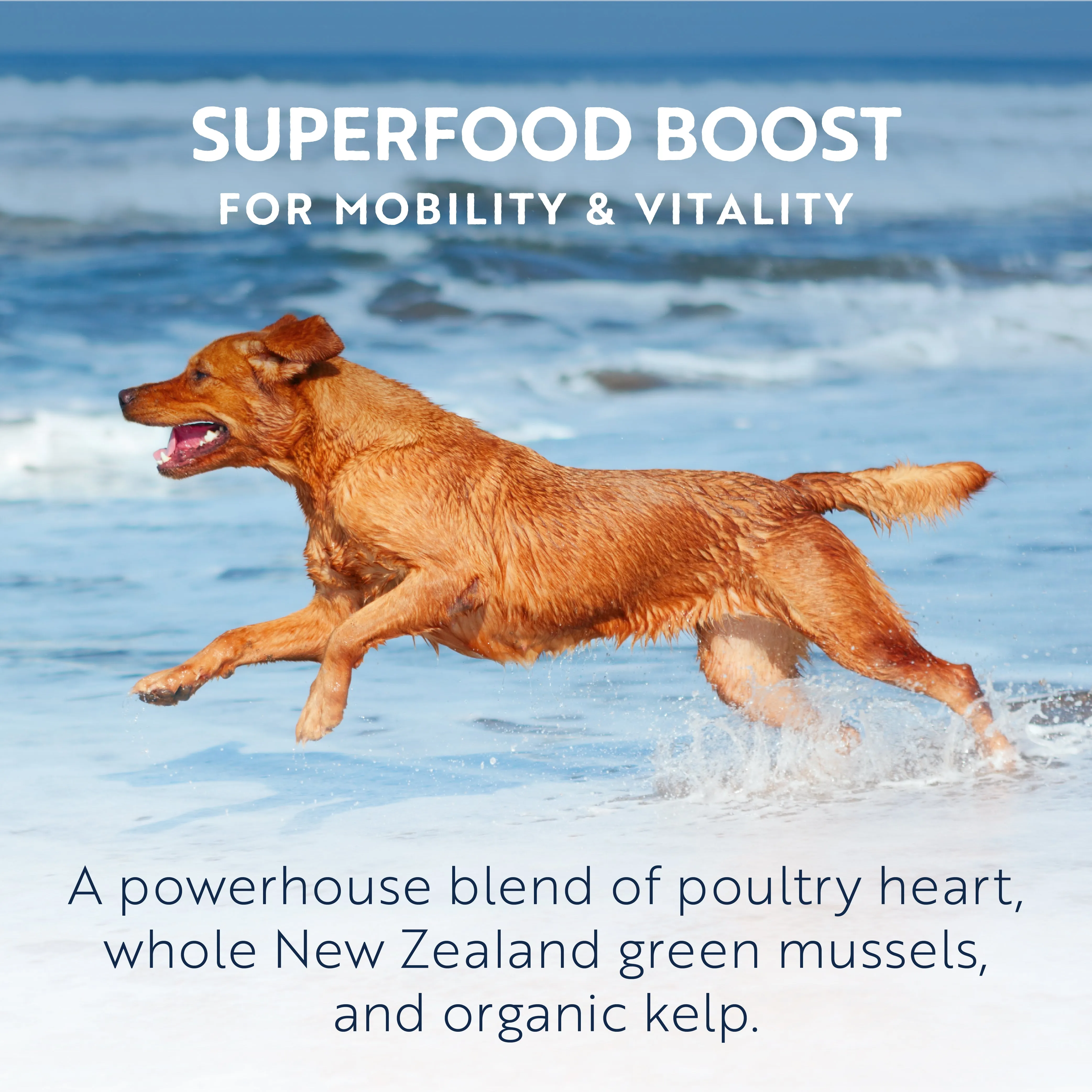 ZIWI Peak Air Dried Chicken Recipe Dog Food 454g